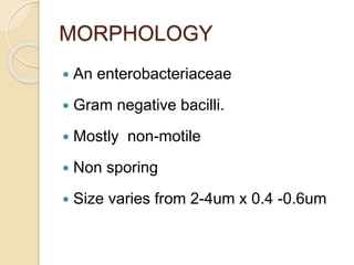 MORPHOLOGY
 An enterobacteriaceae
 Gram negative bacilli.
 Mostly non-motile
 Non sporing
 Size varies from 2-4um x 0.4 -0.6um
 