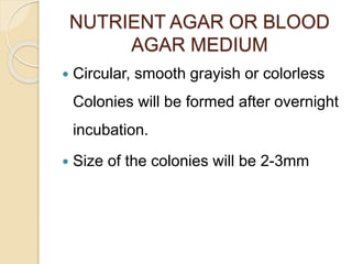 NUTRIENT AGAR OR BLOOD
AGAR MEDIUM
 Circular, smooth grayish or colorless
Colonies will be formed after overnight
incubation.
 Size of the colonies will be 2-3mm
 