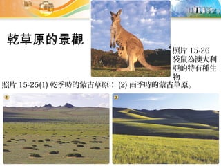 照片 15-26
袋鼠為澳大利
亞的特有種生
物
照片 15-25(1) 乾季時的蒙古草原； (2) 雨季時的蒙古草原。
乾草原的景觀
 