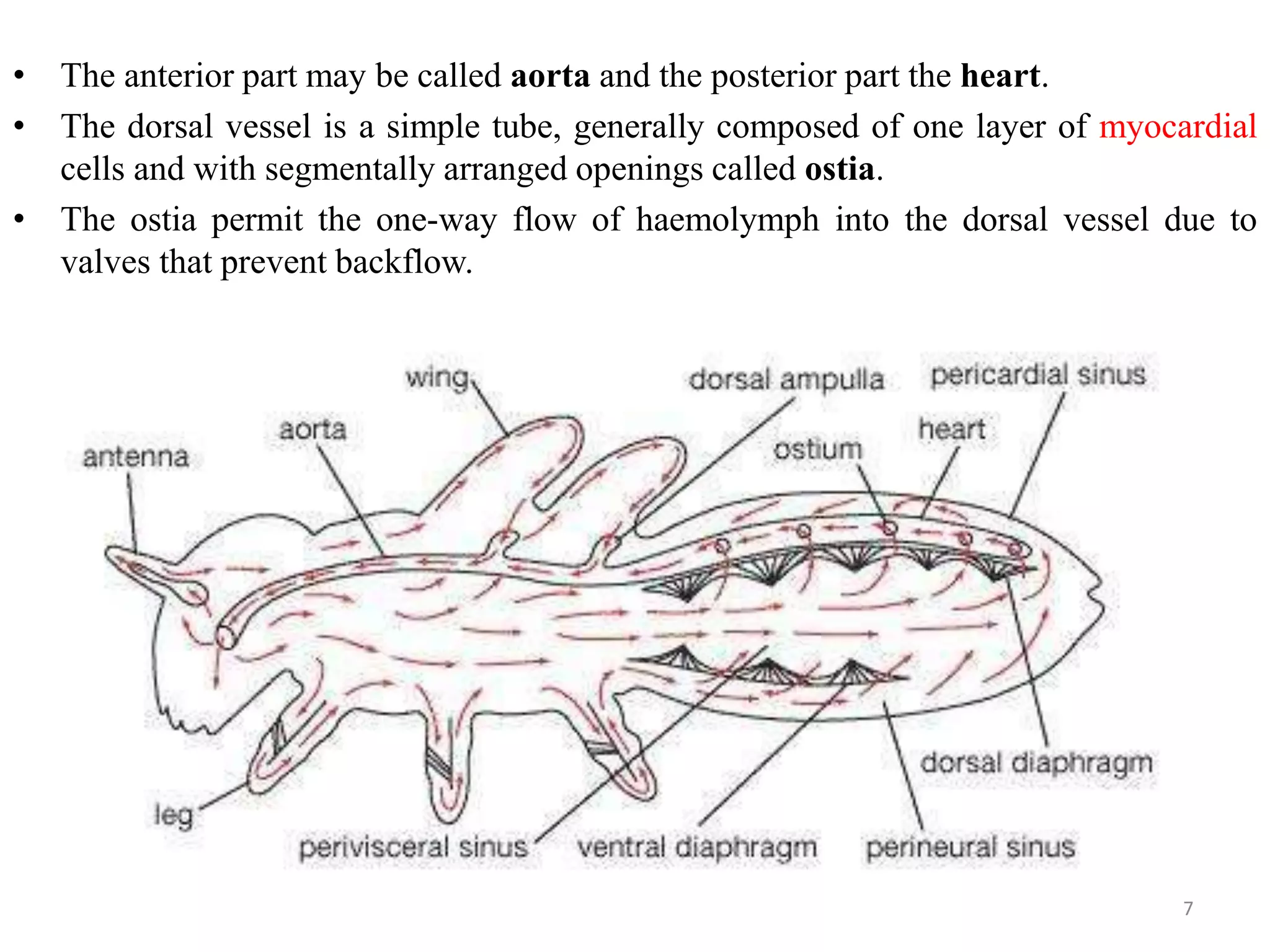 Circulatory system in insects PPT