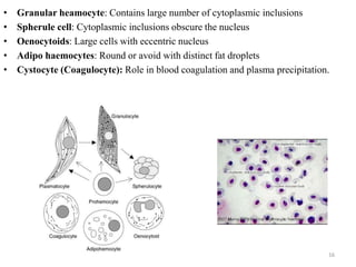 16
• Granular heamocyte: Contains large number of cytoplasmic inclusions
• Spherule cell: Cytoplasmic inclusions obscure the nucleus
• Oenocytoids: Large cells with eccentric nucleus
• Adipo haemocytes: Round or avoid with distinct fat droplets
• Cystocyte (Coagulocyte): Role in blood coagulation and plasma precipitation.
 