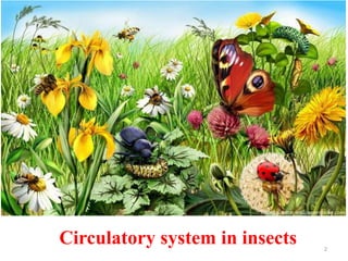 2
Circulatory system in insects
 