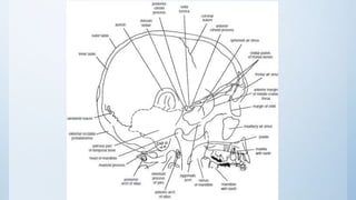 Radiographic Anatomy of the Head and Neck | PPTX