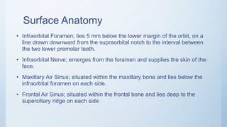 Inframmary Ridge Location Radiographic Anatomy of the Head and Neck | PPTX