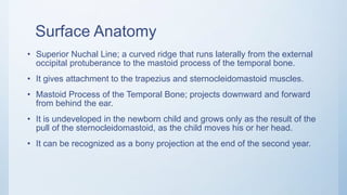 Radiographic Anatomy of the Head and Neck | PPTX