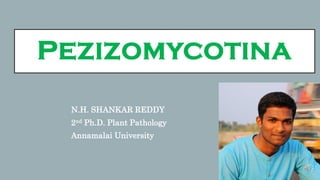 PEZIZOMYCOTINA
N.H. SHANKAR REDDY
2nd Ph.D. Plant Pathology
Annamalai University
 