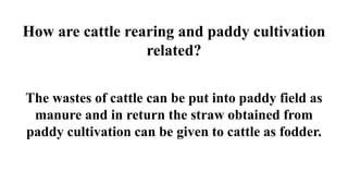 How are cattle rearing and paddy cultivation
related?
The wastes of cattle can be put into paddy field as
manure and in return the straw obtained from
paddy cultivation can be given to cattle as fodder.