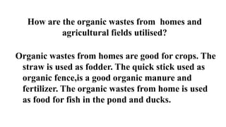How are the organic wastes from homes and
agricultural fields utilised?
Organic wastes from homes are good for crops. The
straw is used as fodder. The quick stick used as
organic fence,is a good organic manure and
fertilizer. The organic wastes from home is used
as food for fish in the pond and ducks.