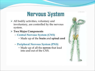 Anatomy of Nervous System | PPTX