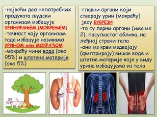 -највећи део непотребних
продуката људски
организам избацује
УРИНИРАЊЕМ (МОКРЕЊЕМ)
-течност коју организам
тада избацује називамо
УРИНОМ или МОКРАЋОМ
-мокраћу чини вода (око
95%) и штетене материје
(око 5%)
-главни органи који
стварају урин (мокраћу)
јесу БУБРЕЗИ
-то су парни органи (има их
2), пасуљастог облика, на
леђној страни тела
-они из крви издвајају
(филтрирају) вишак воде и
штетне материје које у виду
урина избацујемо из тела
 