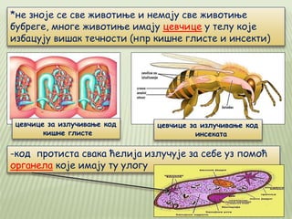 *не зноје се све животиње и немају све животиње
бубреге, многе животиње имају цевчице у телу које
избацују вишак течности (нпр кишне глисте и инсекти)
цевчице за излучивање код
кишне глисте
цевчице за излучивање код
инсеката
-код протиста свака ћелија излучује за себе уз помоћ
органела које имају ту улогу
 
