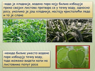 -када је хладније, водена пара коју биљка избацује
преко својих листова претвара се у течну воду, односно
росу, уколико је још хладније, настају кристалићи леда
и то је слана
-некада биљке уместо водене
паре избацују течну воду,
тада можемо видети капи на
листовима попут росе
 