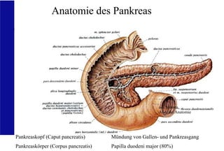 UKA Medizinische Klinik III RWTH Aachen
Pankreaskopf (Caput pancreatis)
Pankreaskörper (Corpus pancreatis)
Mündung von Gallen- und Pankreasgang
Papilla duodeni major (80%)
Anatomie des Pankreas
aus Sobotta,
Atlas der Anatomie
 