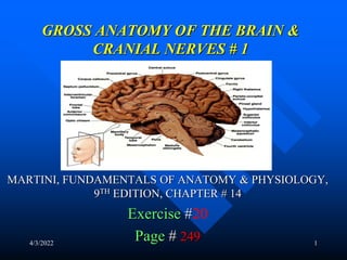 4/3/2022 1
GROSS ANATOMY OF THE BRAIN &
CRANIAL NERVES # 1
MARTINI, FUNDAMENTALS OF ANATOMY & PHYSIOLOGY,
9TH EDITION, CHAPTER # 14
Exercise #20
Page # 249
 