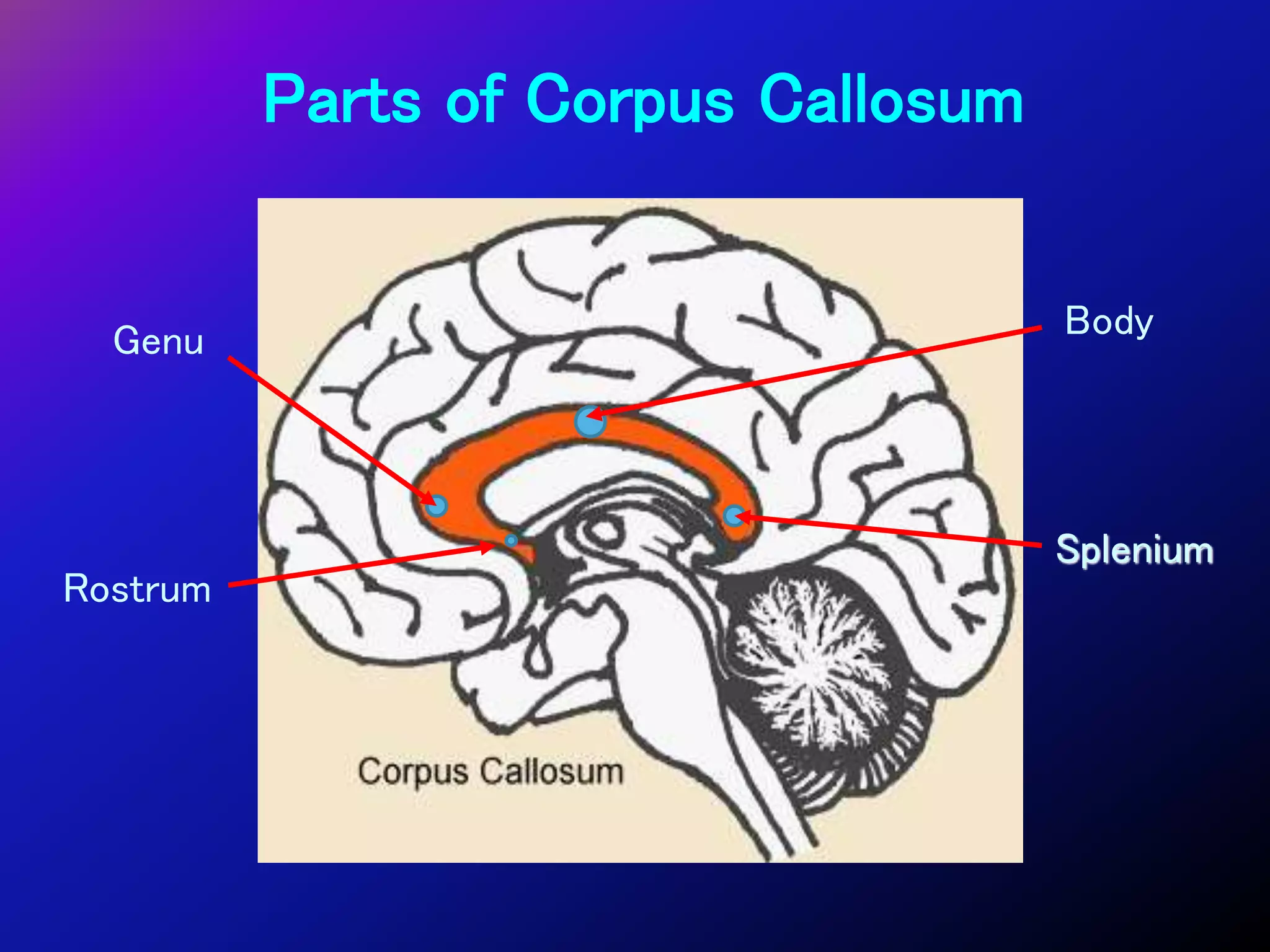 Right Splenium 15. White matter cerebrum | PPT