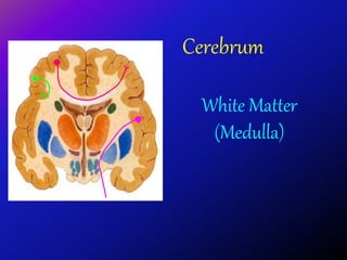 White Matter
(Medulla)
Cerebrum
 