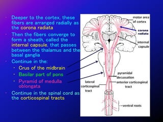 15. White matter cerebrum | PPT