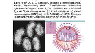 Вірус грипу (А, В, С) належать до родини ортоміксовірусів,
містять однониткову РНК . Захворювання найчастіше
зумовлюють віруси типу А, які залежно від антигенної
будови білків гемаглютиніну (Н) і нейрамінідази (N) ділять
на серовари A (H0N1), A(H1N1), A(H2N2), A(H3N2). Останнім
часом циркулюють переважно віруси A(H1N1) і A(H3N2).
 