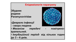 Епідеміологія парагрипу
Збудник
родини
Paramyxoviridae
•Джерело інфекції
- хвора людина
• Механізм передачі - повітряно-
крапельний.
• Інкубаційний період- від кількох годин
до 3 – 6 днів.
 