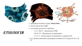ЕТІОЛОГІЯ
 аденовіруси належать до роду Adenoviridae;
 містять двонитчасту ДНК;
 для людини патогенні 57 серотипів;
- 3, 4, 7, 14, 21 – обумовлюють ГРВІ;
- 40, 41, 52 – обумовлюють гастроентерити;
-1, 2, 5, 6 – латентні віруси, що виявляють у здорових осіб;
 за ступенем онкогенності аденовіруси поділяють на 5 підгруп (A, B, C, D,
E).
 