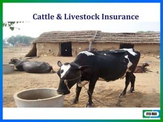 Cattle & Livestock Insurance
1
 