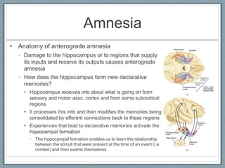 Amnesia
• Anatomy of anterograde amnesia
• Damage to the hippocampus or to regions that supply
its inputs and receive its outputs causes anterograde
amnesia
• How does the hippocampus form new declarative
memories?
• Hippocampus receives info about what is going on from
sensory and motor assc. cortex and from some subcortical
regions
• It processes this info and then modifies the memories being
consolidated by efferent connections back to these regions
• Experiences that lead to declarative memories activate the
hippocampal formation
• The hippocampal formation enables us to learn the relationship
between the stimuli that were present at the time of an event (i.e.
context) and then events themselves
 