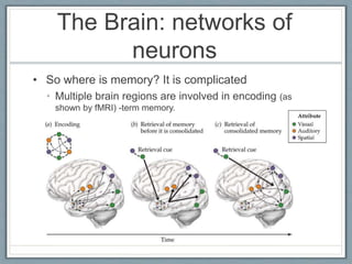 The Brain: networks of
neurons
• So where is memory? It is complicated
• Multiple brain regions are involved in encoding (as
shown by fMRI) -term memory.
 