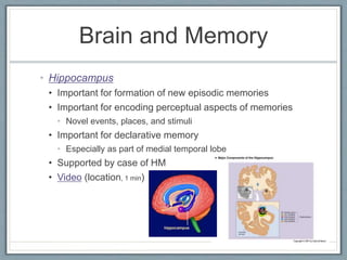 • Hippocampus
• Important for formation of new episodic memories
• Important for encoding perceptual aspects of memories
• Novel events, places, and stimuli
• Important for declarative memory
• Especially as part of medial temporal lobe
• Supported by case of HM
• Video (location, 1 min)
Brain and Memory
 
