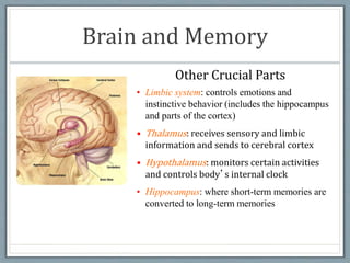 • Limbic system: controls emotions and
instinctive behavior (includes the hippocampus
and parts of the cortex)
• Thalamus: receives sensory and limbic
information and sends to cerebral cortex
• Hypothalamus: monitors certain activities
and controls body’s internal clock
• Hippocampus: where short-term memories are
converted to long-term memories
Other Crucial Parts
Brain and Memory
 