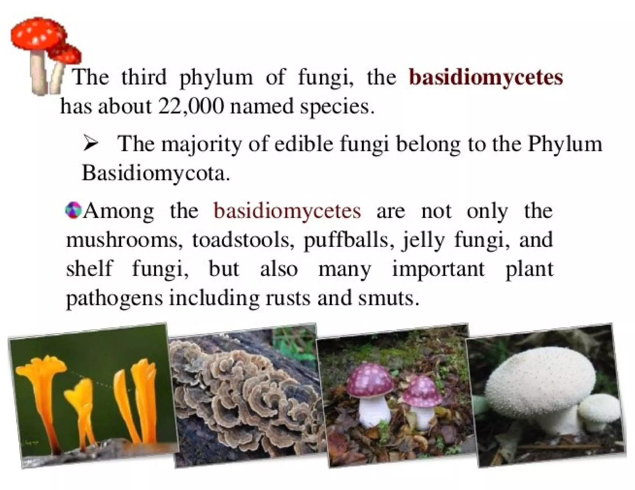 Basidiomycota Rust Examples 15. Basidiomycota.pdf