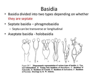 15. Basidiomycota.pdf