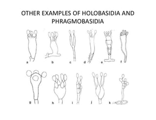 15. Basidiomycota.pdf