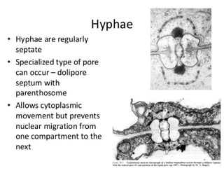 15. Basidiomycota.pdf