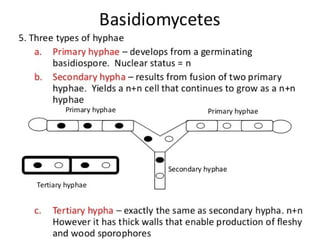 15. Basidiomycota.pdf