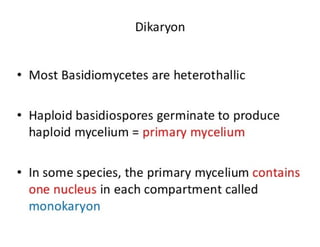 15. Basidiomycota.pdf