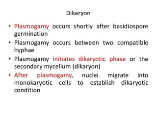 15. Basidiomycota.pdf