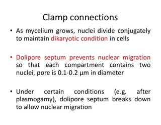15. Basidiomycota.pdf