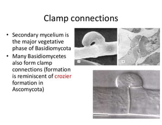 15. Basidiomycota.pdf