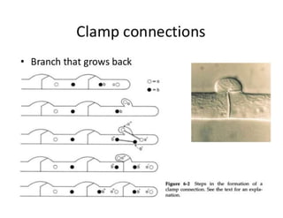 15. Basidiomycota.pdf