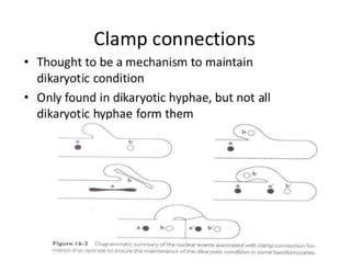 15. Basidiomycota.pdf
