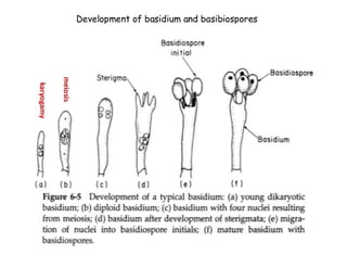 15. Basidiomycota.pdf