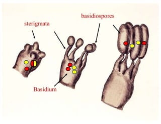15. Basidiomycota.pdf
