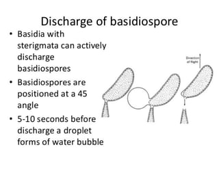 15. Basidiomycota.pdf
