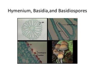 15. Basidiomycota.pdf