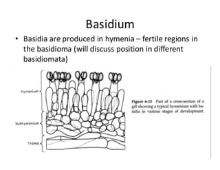 15. Basidiomycota.pdf