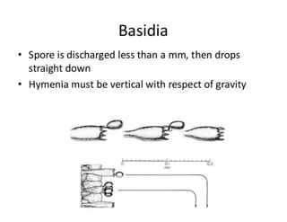 15. Basidiomycota.pdf
