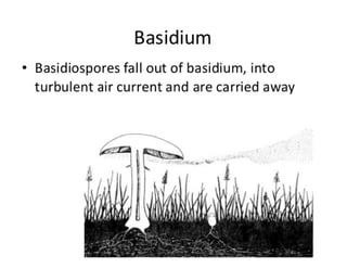 15. Basidiomycota.pdf