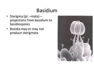 15. Basidiomycota.pdf