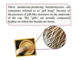 15. Basidiomycota.pdf