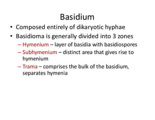 15. Basidiomycota.pdf